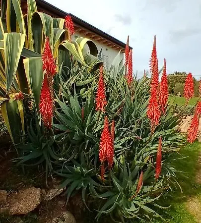 Bed & Breakfast Andrieddu