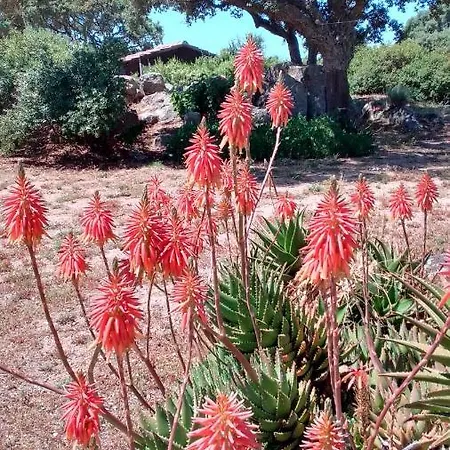 Bed and breakfast Andrieddu